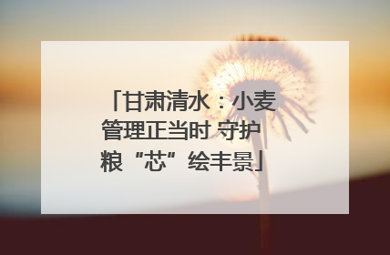 甘肃清水：小麦管理正当时 守护粮“芯”绘丰景
