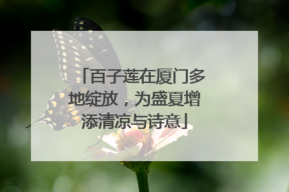 百子莲在厦门多地绽放，为盛夏增添清凉与诗意