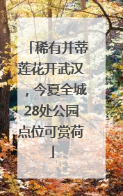 稀有并蒂莲花开武汉，今夏全城28处公园点位可赏荷
