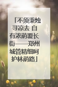 不须秉烛寻凉去 自有浓荫覆长街——郑州城管精细呵护林荫路