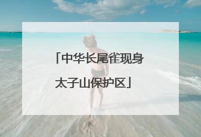 中华长尾雀现身太子山保护区