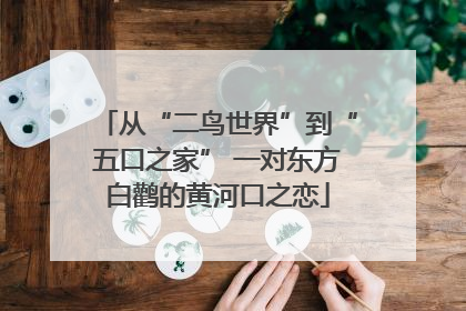 从“二鸟世界”到“五口之家” 一对东方白鹳的黄河口之恋