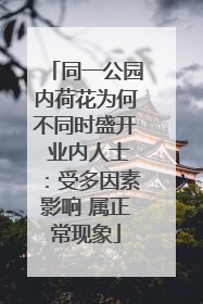 同一公园内荷花为何不同时盛开 业内人士：受多因素影响 属正常现象
