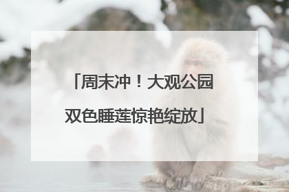 周末冲！大观公园双色睡莲惊艳绽放