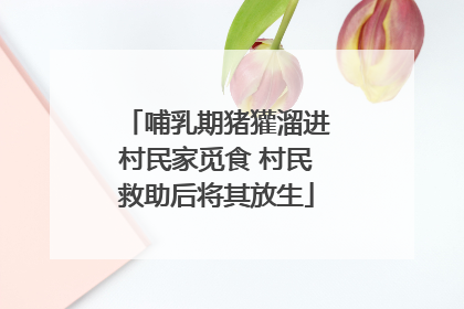 哺乳期猪獾溜进村民家觅食 村民救助后将其放生
