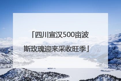 四川宣汉500亩波斯玫瑰迎来采收旺季