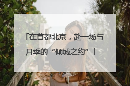 在首都北京，赴一场与月季的“倾城之约”