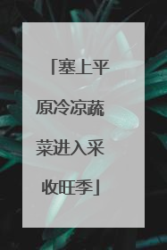 塞上平原冷凉蔬菜进入采收旺季