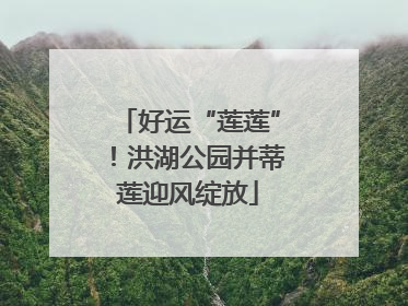 好运“莲莲”！洪湖公园并蒂莲迎风绽放