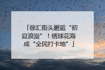 徐汇街头邂逅“初夏浪漫”！绣球花海成“全民打卡地”