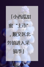小西瓜甜蜜“上市”，顺义区北务镇进入采摘季