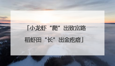 小龙虾“爬”出致富路 稻虾田“长”出金疙瘩