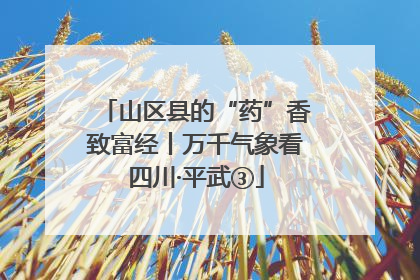 山区县的“药”香致富经丨万千气象看四川·平武③