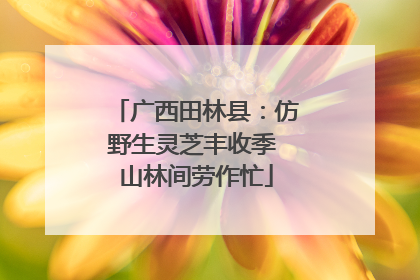 广西田林县：仿野生灵芝丰收季 山林间劳作忙
