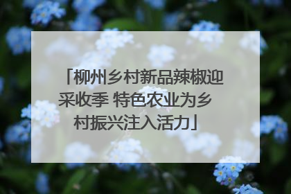 柳州乡村新品辣椒迎采收季 特色农业为乡村振兴注入活力
