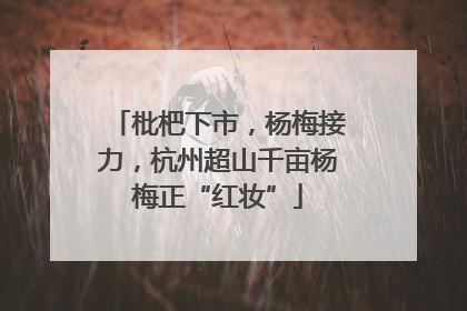 枇杷下市，杨梅接力，杭州超山千亩杨梅正“红妆”