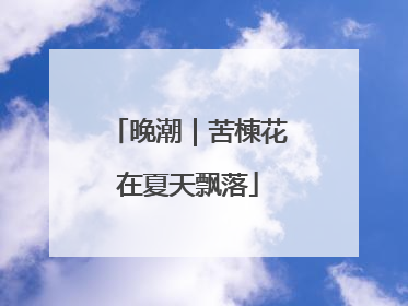 晚潮｜苦楝花在夏天飘落