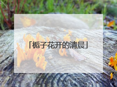 栀子花开的清晨