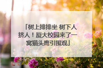 树上排排坐 树下人挤人！厦大校园来了一窝猫头鹰引围观