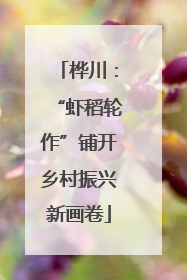 桦川：“虾稻轮作”铺开乡村振兴新画卷