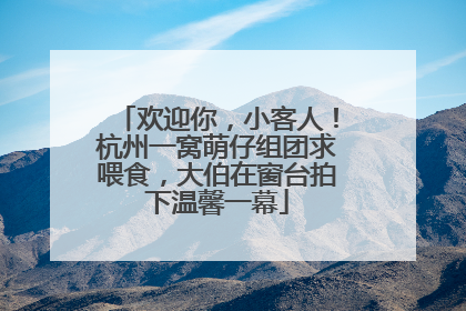 欢迎你，小客人！杭州一窝萌仔组团求喂食，大伯在窗台拍下温馨一幕