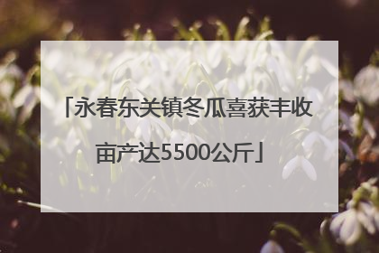 永春东关镇冬瓜喜获丰收 亩产达5500公斤