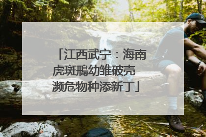 江西武宁：海南虎斑鳽幼雏破壳 濒危物种添新丁