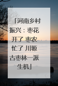 河南乡村振兴：枣花开了 枣农忙了 川塬古枣林一派生机