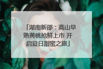 湖南新邵：高山早熟黄桃抢鲜上市 开启夏日甜蜜之旅