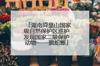 湖南舜皇山国家级自然保护区巡护发现国家二级保护动物——脆蛇蜥