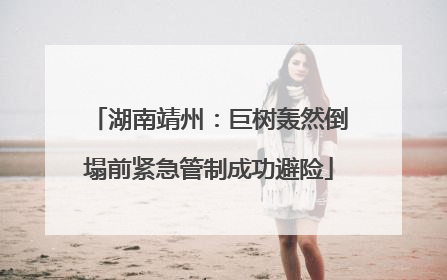 湖南靖州：巨树轰然倒塌前紧急管制成功避险