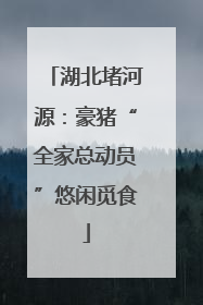 湖北堵河源：豪猪“全家总动员”悠闲觅食