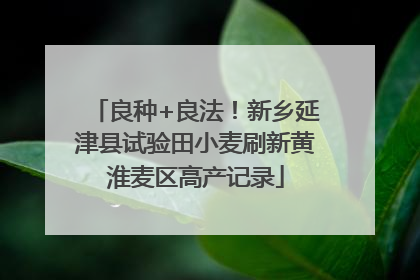 良种+良法！新乡延津县试验田小麦刷新黄淮麦区高产记录