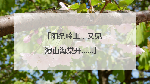 阴条岭上，又见漫山海棠开……