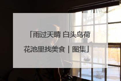 雨过天晴 白头鸟荷花池里找美食｜图集