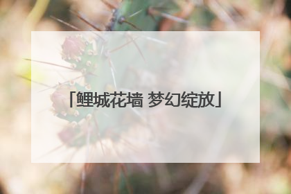 鲤城花墙 梦幻绽放