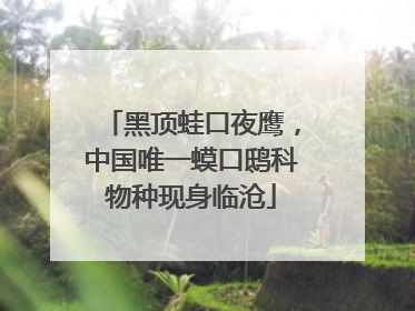 黑顶蛙口夜鹰，中国唯一蟆口鸱科物种现身临沧