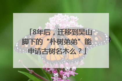 8年后，迁移到吴山脚下的“朴树弟弟”能申请古树名木么？